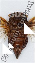 Insect # 15