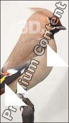 Bird # 6
