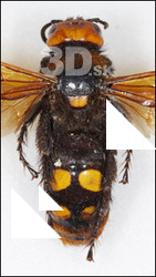 Insect # 16