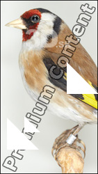 Bird # 7