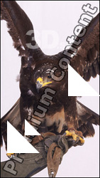 Eagle # 1