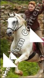 Horse poses # 1