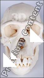 Skull Chimpanzee