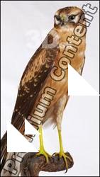 Buzzard