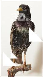 Starling-Sturnus vulgaris
