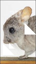 Gerbil
