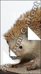 Hedgehog - Erinaceus europaeus