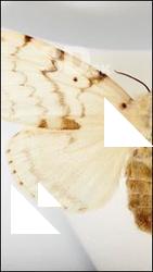Butterfly - Limantria dispar