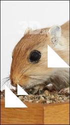 Gerbil - Meriones meridionus