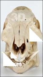 Skull Boar - Sus scrofa
