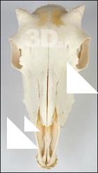 Skull Sheep - Ovis aries