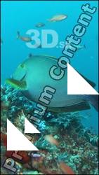 Underwater life # 3