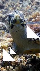 Sea Turtle