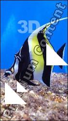 Underwater life # 5