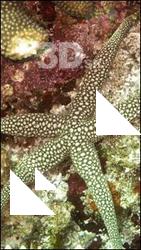 Underwater life # 7