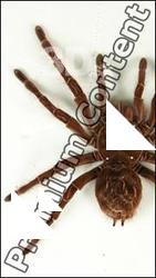 Theraphosa blondi