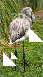 Gray Flamingo