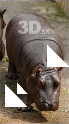 Hippo baby