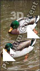 Duck drake