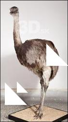 Emus