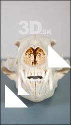 Skull 1