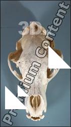 Skull 2