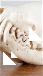 Skull IV