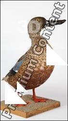 Northern shoveler - Anas clypeata