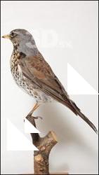 Fieldfare - Turdus pilaris