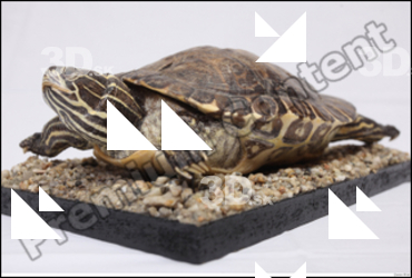  Turtle # 6 