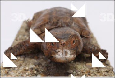  Turtle # 7 