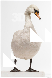  Mute swan (Cygnus Olor)