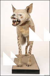  Striped Hyena (Hyaena hyaena) 