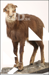  Alpine chamois (Rupicapra rupicapra) 