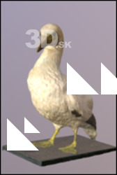Bird # 10