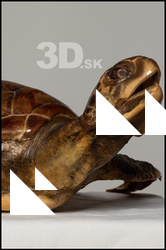  Turtle 8 