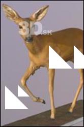 3D Scan of Doe (Caprelous Caprelous)