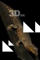 3D Scan of Crocodile