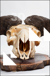  Skull Mouflon Ovis orientalis 