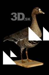 Greater white-fronted goose Anser albifrons 3D Scan