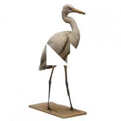 White Stork Animal Base Scan