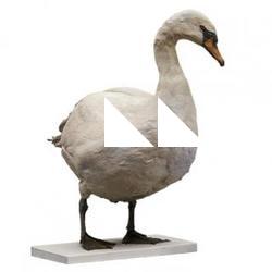 Big Swan Animal Base Scan