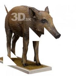 Wild boar Animal Base Scan