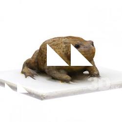 Toad Animal Base Scan