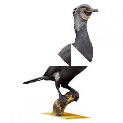 Bird Animal Base Scan