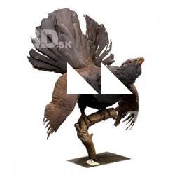 Capercaillie Animal Base Scan