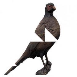 Pheasant Animal Base Scan