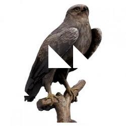 Orol Animal Base Scan
