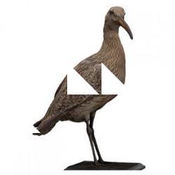 Bird Animal Base Scan