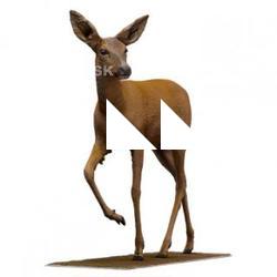 Doe Animal Base Scan